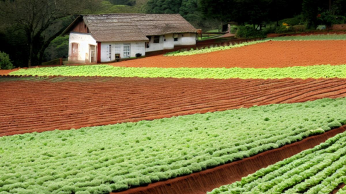 Consultar seguro safra: O que é? Veja como verificar!